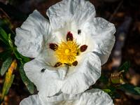 Zwei Lackzistrosen mit Fliegen und Käfer